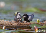 Zwarte Stern (Chlidonias niger)