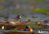 Zwarte Stern (Chlidonias niger)