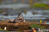 Zwarte Stern (Chlidonias niger)