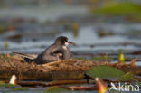 Zwarte Stern (Chlidonias niger)