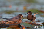 Zwarte Stern (Chlidonias niger)