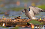 Zwarte Stern (Chlidonias niger)