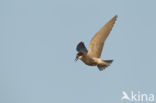 Black Tern (Chlidonias niger)