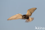 Black Tern (Chlidonias niger)