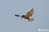 Black Tern (Chlidonias niger)