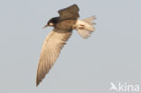 Black Tern (Chlidonias niger)