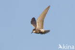 Black Tern (Chlidonias niger)