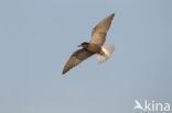 Black Tern (Chlidonias niger)