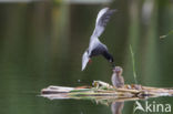 Zwarte Stern (Chlidonias niger)