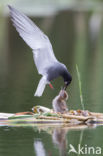 Black Tern (Chlidonias niger)