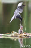 Black Tern (Chlidonias niger)