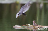 Zwarte Stern (Chlidonias niger)