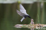 Black Tern (Chlidonias niger)