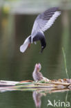 Black Tern (Chlidonias niger)