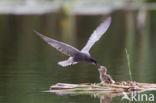 Black Tern (Chlidonias niger)