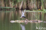 Zwarte Stern (Chlidonias niger)