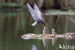 Black Tern (Chlidonias niger)