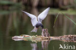 Black Tern (Chlidonias niger)