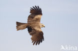 Zwarte Wouw (Milvus migrans)