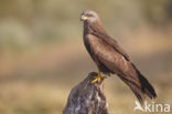 Zwarte Wouw (Milvus migrans)