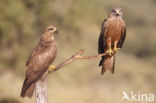 Zwarte Wouw (Milvus migrans)