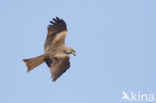 Black Kite (Milvus migrans)