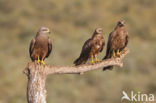 Black Kite (Milvus migrans)