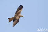 Black Kite (Milvus migrans)