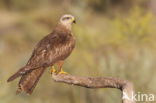 Black Kite (Milvus migrans)