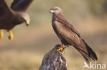 Zwarte Wouw (Milvus migrans)