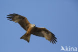 Black Kite (Milvus migrans)