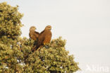 Zwarte Wouw (Milvus migrans)