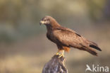 Zwarte Wouw (Milvus migrans)