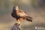 Black Kite (Milvus migrans)