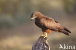 Black Kite (Milvus migrans)