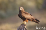 Black Kite (Milvus migrans)