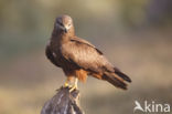 Black Kite (Milvus migrans)