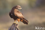 Black Kite (Milvus migrans)