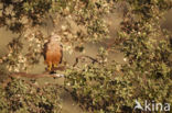 Black Kite (Milvus migrans)