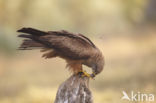 Black Kite (Milvus migrans)