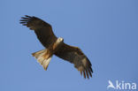 Black Kite (Milvus migrans)