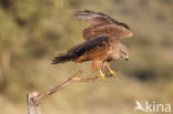 Black Kite (Milvus migrans)