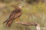 Black Kite (Milvus migrans)