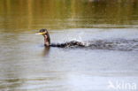 Aalscholver (Phalacrocorax carbo)