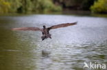 Great Cormorant (Phalacrocorax carbo)