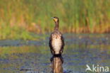 Aalscholver (Phalacrocorax carbo)