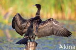 Great Cormorant (Phalacrocorax carbo)