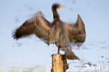 Great Cormorant (Phalacrocorax carbo)