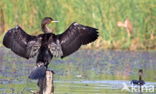 Aalscholver (Phalacrocorax carbo)