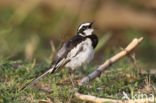 African Pied Wagtail (Motacilla aguimp)